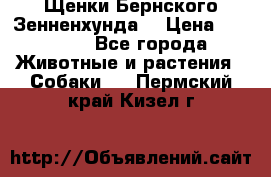 Щенки Бернского Зенненхунда  › Цена ­ 40 000 - Все города Животные и растения » Собаки   . Пермский край,Кизел г.